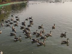 -艾溪湖湿地公园