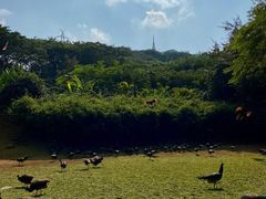 -西双版纳勐泐文化旅游区