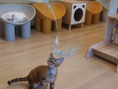 -有喵·猫咖·狗咖·30几只猫10只小狗(岗厦店)