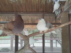 -南宫五洲植物乐园