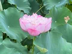 -莲花池公园