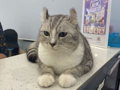 -纳吉亚猫专科动物诊疗中心(蒋宅口分院)