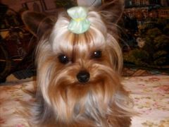 android_upload_pic-爱宠屋pet shop·宠物洗澡·宠物美容