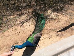 -西霞口神雕山野生动物世界