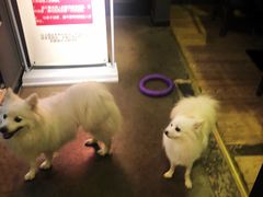 -百好乐宠物友好餐厅(朝外大街店)