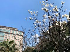 -神仙树公园