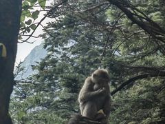-峨眉山风景名胜区
