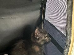 -伟伟宠物医院·瑞派猫友好医院·猫科(光谷店)