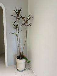 -杭州医巢医疗美容