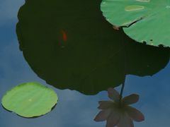 -荔湾湖公园