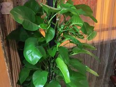 -便宜坊烤鸭店(幸福大街店)