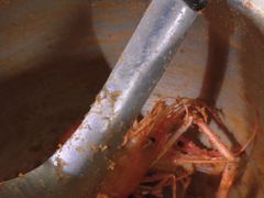 -长安胡椒虾(吉林分店)