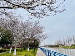 -高东镇樱花园