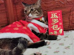 -天宠宠物医院24小时·急重症诊疗中心·全科·腔镜特色(和平分院)