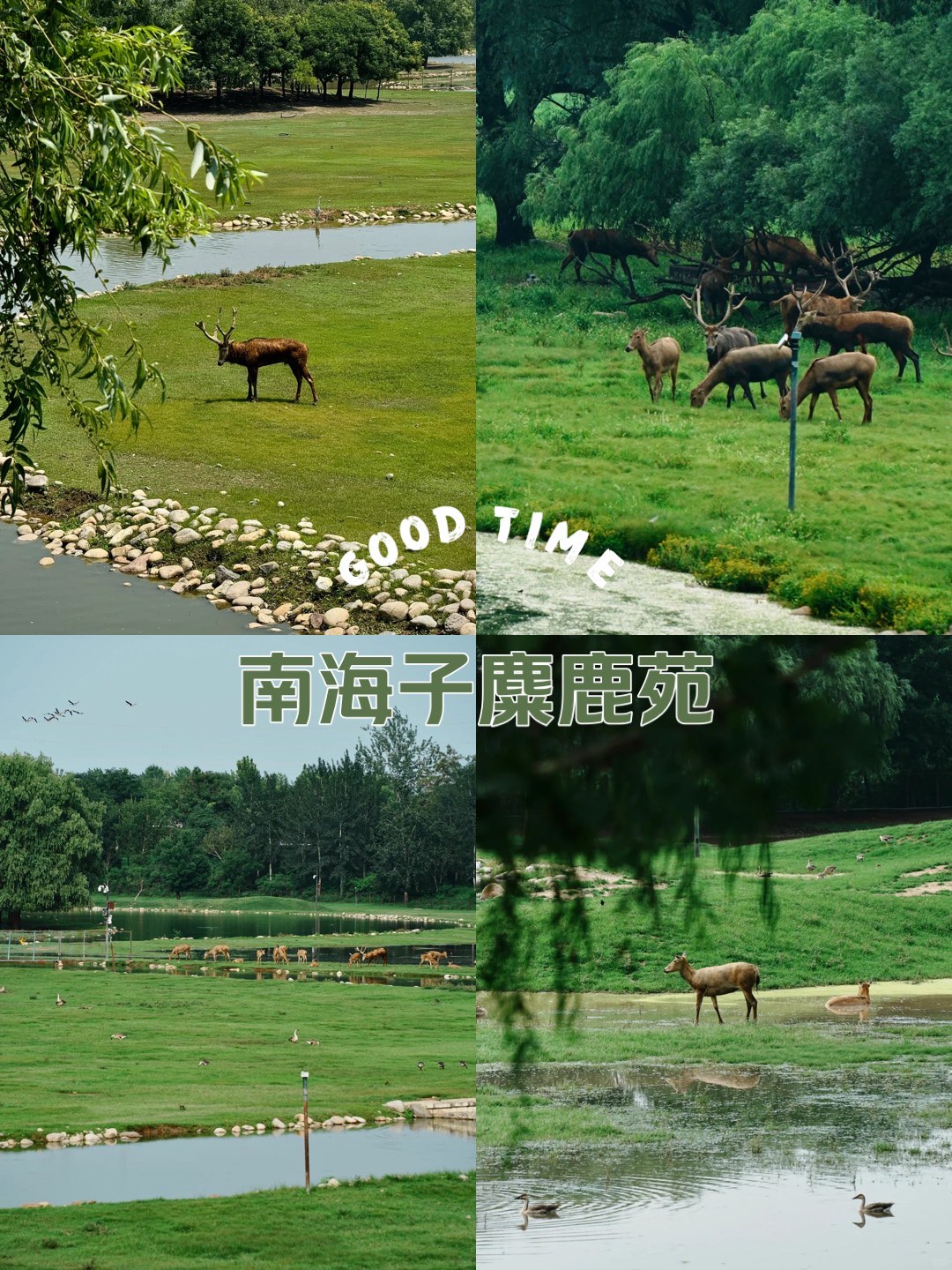 南海子麋鹿苑门票图片