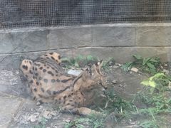 -石家庄市动物园