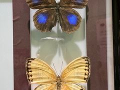 -上海昆虫博物馆