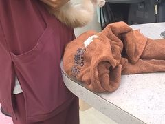 -瑞鹏宠物医院·微创内窥镜·骨外科·牙科(翠竹分院)