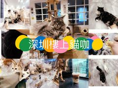 -楼上猫咖(罗湖店)