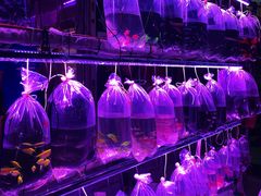 -华声天桥民俗文化园