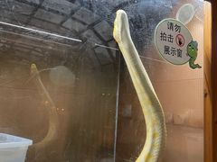 -上海大自然野生昆虫馆(东方明珠·爬宠昆虫探索中心)