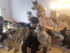 -Husky Go! 哈士奇体验馆·宠物咖啡厅狗咖