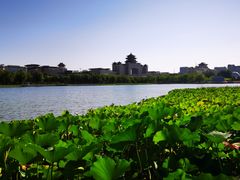 -莲花池公园