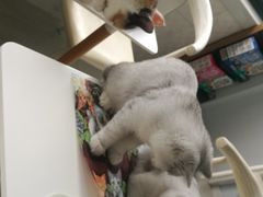 -喵的天空名猫咖啡馆·撸猫·猫舍·用品