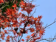 -都江堰普照寺