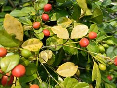 -黄埔油麻山森林公园