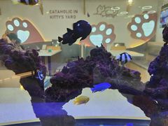 -喵园·猫主题咖啡厅·撸猫·猫咖(国贸店)