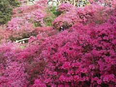 -木兰云雾山