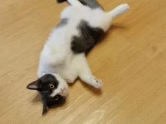 -柚子猫舍·精品猫舍购猫·猫咪认养·购宠·宠物店