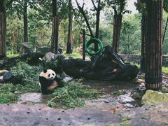 -都江堰中华大熊猫苑