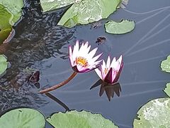 -五缘湾湿地公园