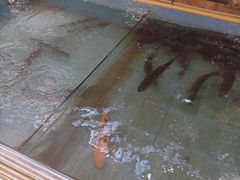 -醉美东江·三文鱼·烧鸡公