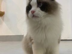 -Heymao猫咖.咖啡厅(东门店)