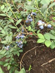 -蓝呗呗蓝莓草莓采摘园(通州区马驹桥店)