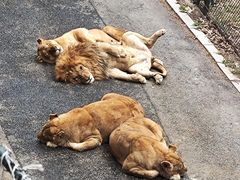 -大连森林动物园