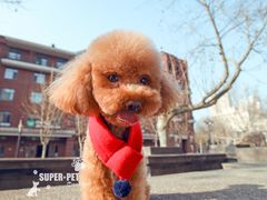 -超宠爱宠物摄影-Super pet