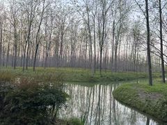 -合肥滨湖国家森林公园