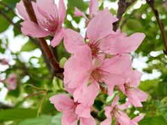 -天适樱花悠乐园