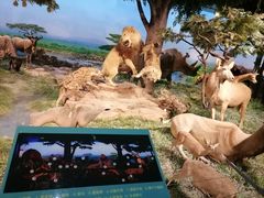 -国家自然博物馆