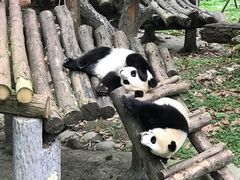 -都江堰中华大熊猫苑