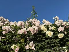 -石家庄市植物园