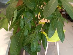 -德克士(宽甸店)