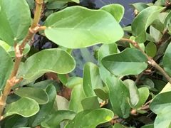 -西湖外事游船(花港观鱼码头)