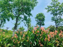 -上海长兴岛郊野公园