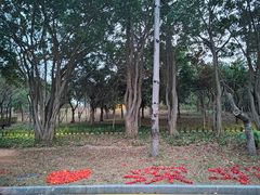 -福田红树林生态公园