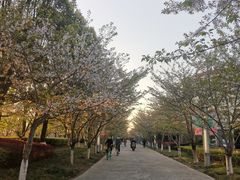 -高东镇樱花园